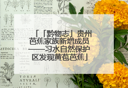 「黔物志」贵州芭蕉家族新增成员——习水自然保护区发现黄苞芭蕉