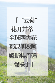 “云荷”花开并蒂 全球两大花都昆明&阿姆斯特丹强强联手