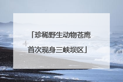 珍稀野生动物苍鹰首次现身三峡坝区