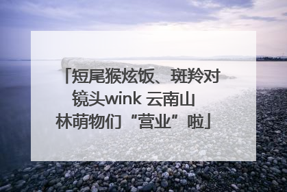 短尾猴炫饭、斑羚对镜头wink 云南山林萌物们“营业”啦