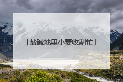 盐碱地里小麦收割忙