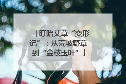 盱眙艾草“变形记”：从荒坡野草到“金枝玉叶”