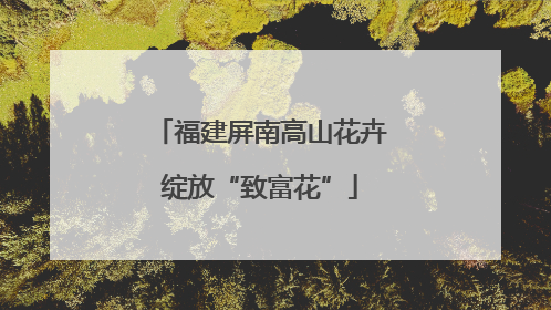 福建屏南高山花卉绽放“致富花”