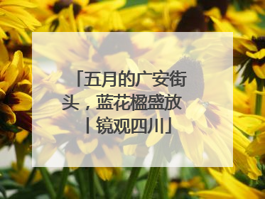 五月的广安街头，蓝花楹盛放丨镜观四川