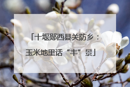 十堰郧西县关防乡：玉米地里话“丰”景