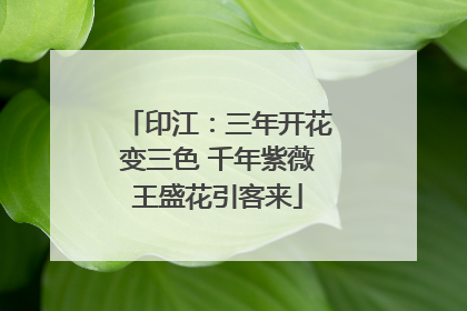 印江：三年开花变三色 千年紫薇王盛花引客来