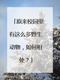 原来校园里有这么多野生动物，如何相处？