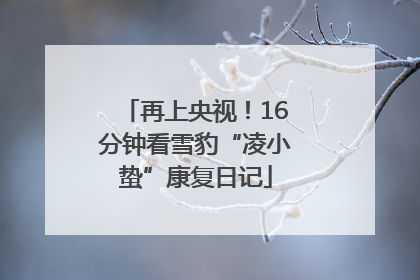 再上央视！16分钟看雪豹“凌小蛰”康复日记