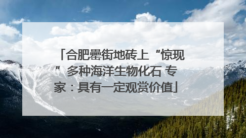 合肥罍街地砖上“惊现”多种海洋生物化石 专家：具有一定观赏价值