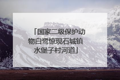 国家二级保护动物白鹭惊现石城镇水堡子村河道