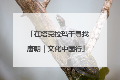 在塔克拉玛干寻找唐朝｜文化中国行