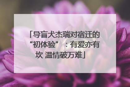 导盲犬杰瑞对宿迁的“初体验”：有爱亦有坎 温情破万难