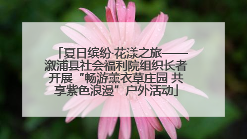 夏日缤纷·花漾之旅——溆浦县社会福利院组织长者开展“畅游薰衣草庄园 共享紫色浪漫”户外活动