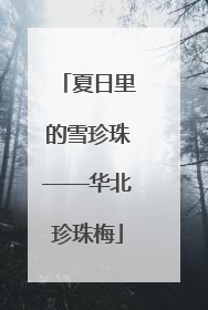 夏日里的雪珍珠——华北珍珠梅
