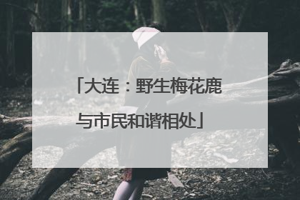大连：野生梅花鹿与市民和谐相处
