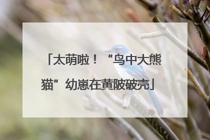 太萌啦！“鸟中大熊猫”幼崽在黄陂破壳