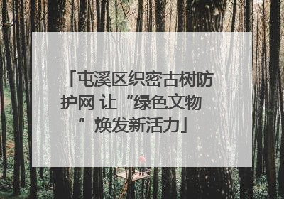屯溪区织密古树防护网 让“绿色文物”焕发新活力
