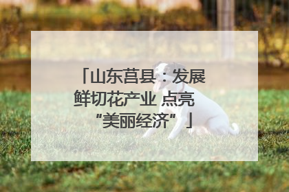 山东莒县：发展鲜切花产业 点亮“美丽经济”
