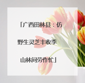 广西田林县：仿野生灵芝丰收季 山林间劳作忙