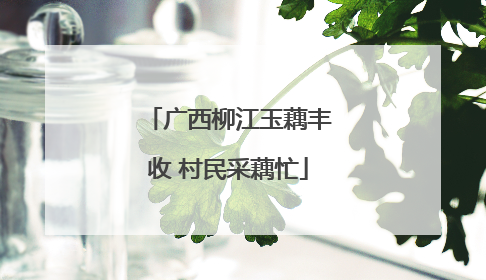 广西柳江玉藕丰收 村民采藕忙