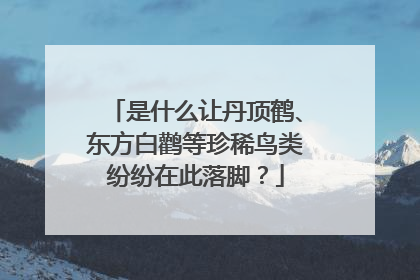 是什么让丹顶鹤、东方白鹳等珍稀鸟类纷纷在此落脚？