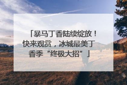 暴马丁香陆续绽放！快来观赏，冰城最美丁香季“终极大招”