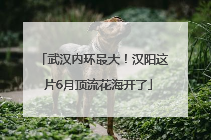 武汉内环最大！汉阳这片6月顶流花海开了