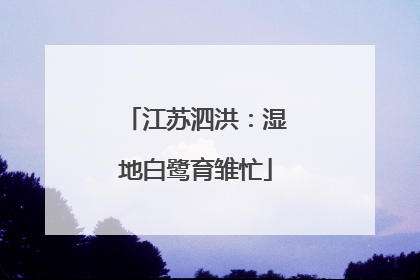 江苏泗洪：湿地白鹭育雏忙