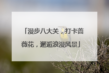 漫步八大关，打卡蔷薇花，邂逅浪漫风景