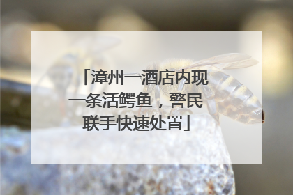 漳州一酒店内现一条活鳄鱼，警民联手快速处置