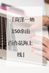 菏泽一地150余亩百合花海上线