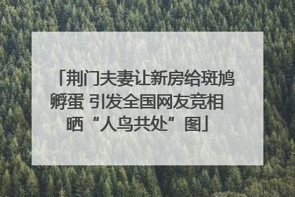 荆门夫妻让新房给斑鸠孵蛋 引发全国网友竞相晒“人鸟共处”图