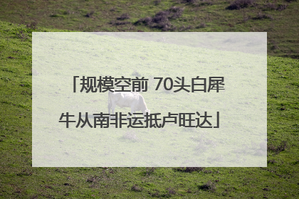 规模空前 70头白犀牛从南非运抵卢旺达