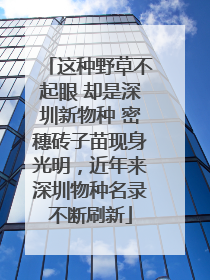 这种野草不起眼 却是深圳新物种 密穗砖子苗现身光明，近年来深圳物种名录不断刷新