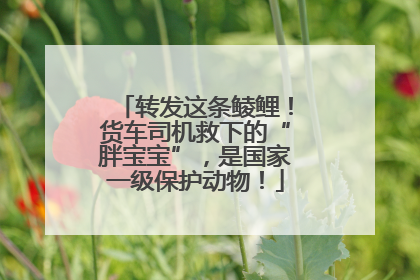 转发这条鲮鲤！货车司机救下的“胖宝宝”，是国家一级保护动物！