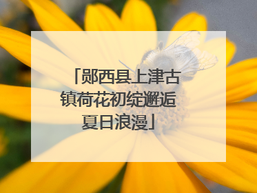郧西县上津古镇荷花初绽邂逅夏日浪漫