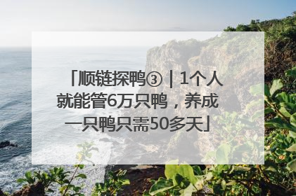 顺链探鸭③｜1个人就能管6万只鸭，养成一只鸭只需50多天