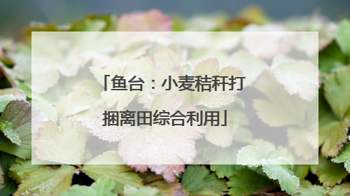 鱼台：小麦秸秆打捆离田综合利用