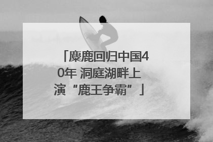麋鹿回归中国40年 洞庭湖畔上演“鹿王争霸”