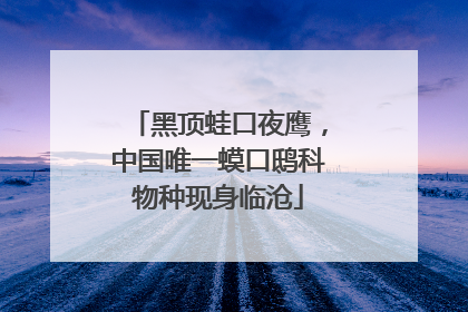 黑顶蛙口夜鹰，中国唯一蟆口鸱科物种现身临沧