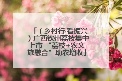 （乡村行·看振兴）广西钦州荔枝集中上市 “荔枝+农文旅融合”助农增收